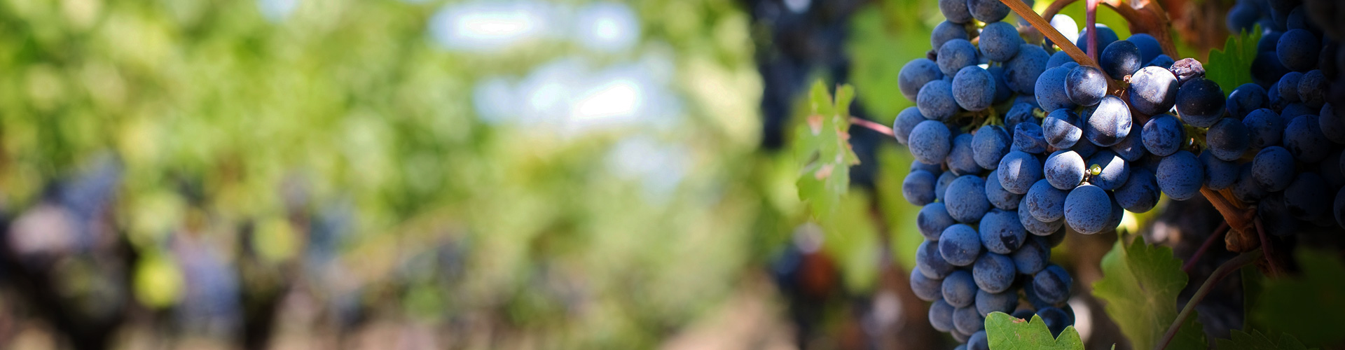 ようこそ、心躍るワインの世界へ